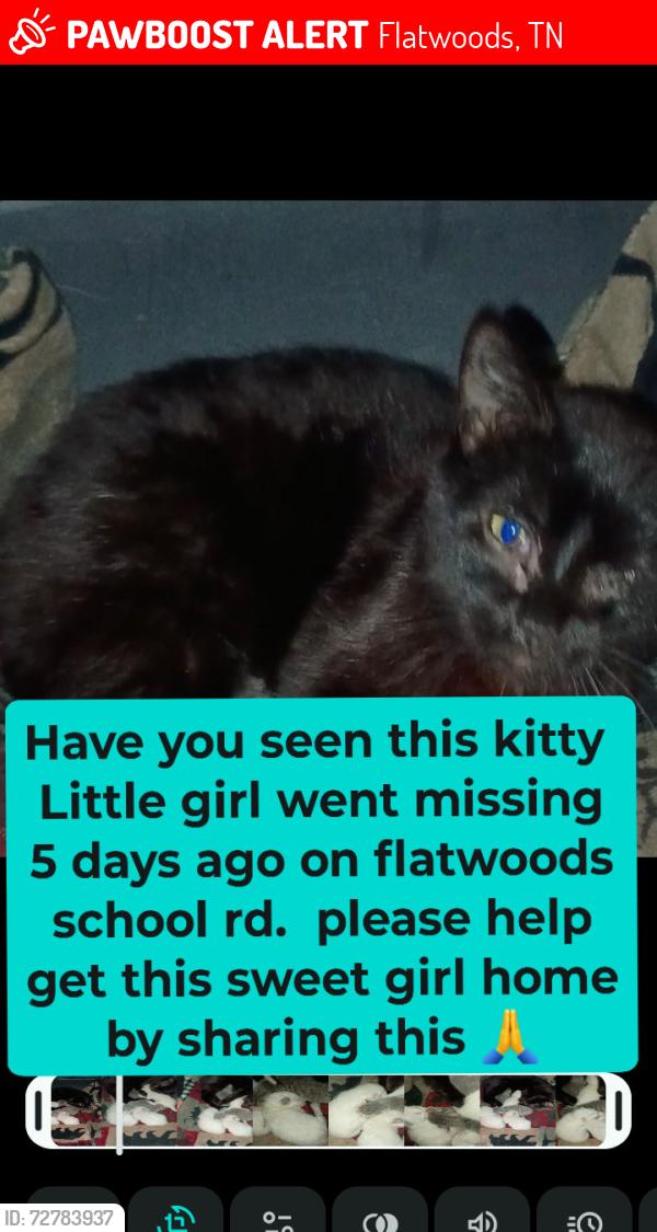 Lost Female Cat last seen Whitaker bend , Linden, TN 37096