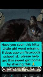 Lost Female Cat last seen Whitaker bend , Linden, TN 37096