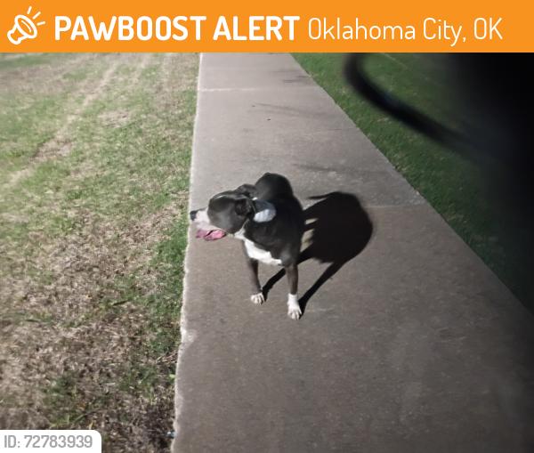 Found/Stray Male Dog last seen Hillcrest elementary school, Oklahoma City, OK 73159