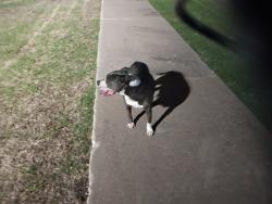 Found/Stray Male Dog last seen Hillcrest elementary school, Oklahoma City, OK 73159