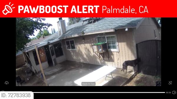 Lost Male Dog last seen 52nd street e 93552 , Palmdale, CA 93552