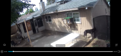 Lost Male Dog last seen 52nd street e 93552 , Palmdale, CA 93552