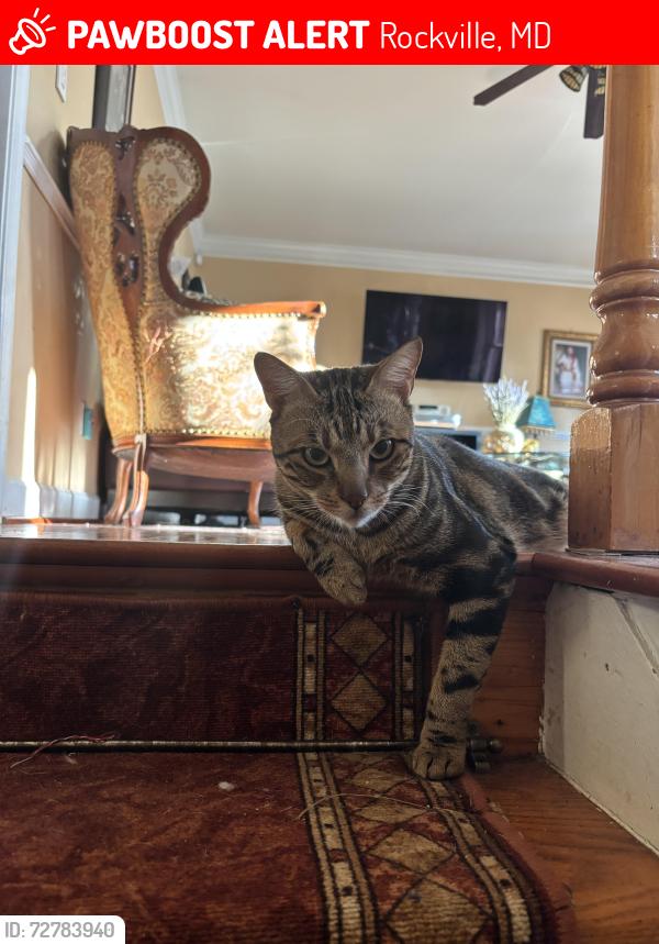 Lost Male Cat last seen Tildenwood Drive, Rockville, MD 20852