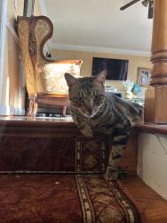 Lost Male Cat last seen Tildenwood Drive, Rockville, MD 20852