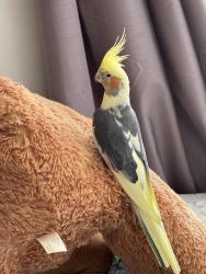 Lost Male Bird last seen Altone Park / Swan Active, Beechboro, WA 6063