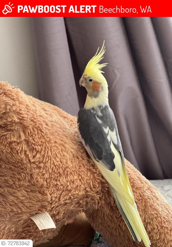 Lost Male Bird last seen Altone Park / Swan Active, Beechboro, WA 6063