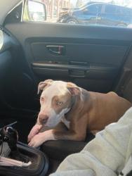 Lost Female Dog last seen Wilson park, Albuquerque, NM 87108