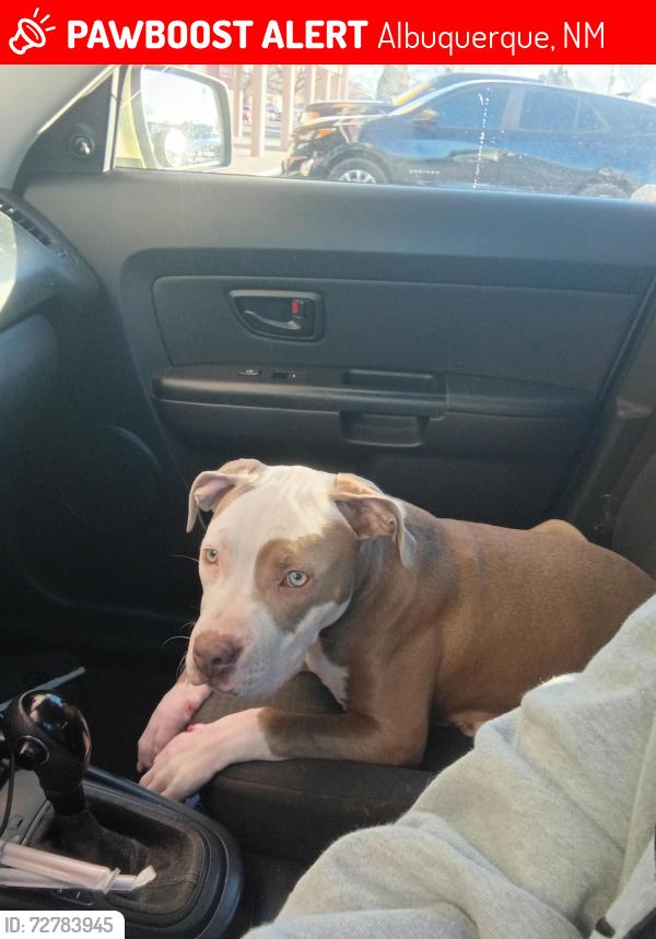 Lost Female Dog last seen Wilson park, Albuquerque, NM 87108