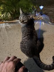 Found/Stray Unknown Cat last seen Waterford & Alcott of of Oceanspray in East Englewood , Englewood East, FL 34224