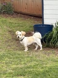 Found/Stray Male Dog last seen Near Nw 36th and Tulsa Ave, , Oklahoma City, OK 73112