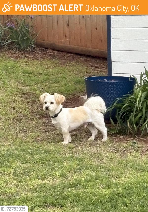 Found/Stray Male Dog last seen Near Nw 36th and Tulsa Ave, , Oklahoma City, OK 73112