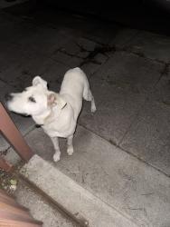 Found/Stray Male Dog last seen Coolidge and Hughes Ave Oakland , Oakland, CA 94601