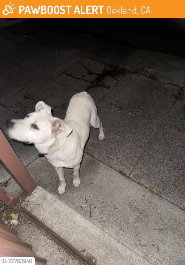 Found/Stray Male Dog last seen Coolidge and Hughes Ave Oakland , Oakland, CA 94601