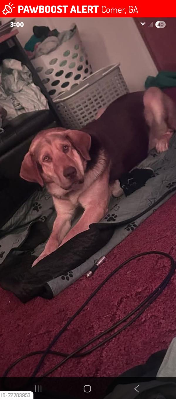 Lost Male Dog last seen Cherokee Rd and Della Slaton Rd , Comer, GA 30629