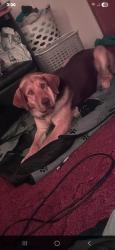 Lost Male Dog last seen Cherokee Rd and Della Slaton Rd , Comer, GA 30629