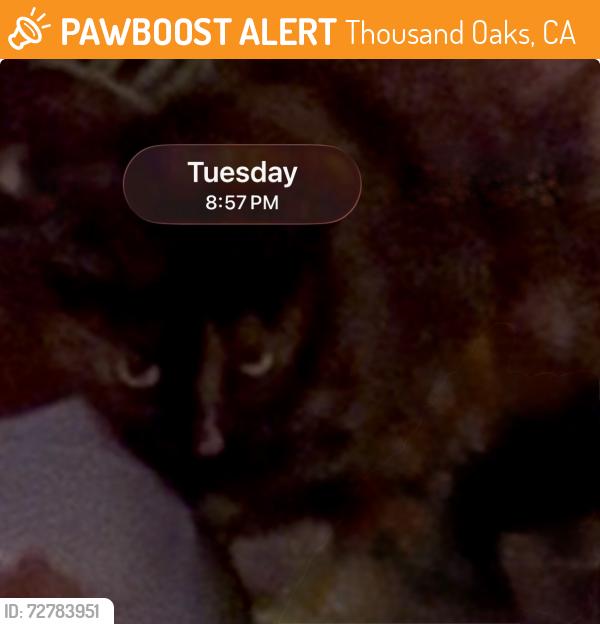 Found/Stray Female Cat last seen Near Plum Hollow Circle/Golf Course Drive/Walter Cup  North Ranch (Westlake Village)  , Thousand Oaks, CA 91362