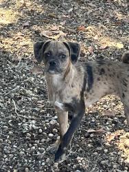 Lost Female Dog last seen Last seeing chasing a car on Bell Drive from putting green, San Antonio, TX 78217