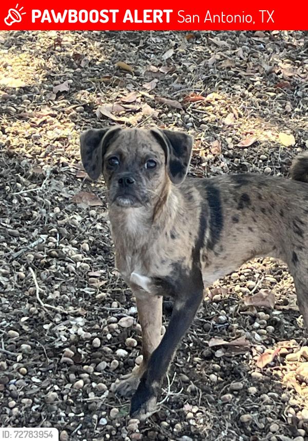 Lost Female Dog last seen Last seeing chasing a car on Bell Drive from putting green, San Antonio, TX 78217