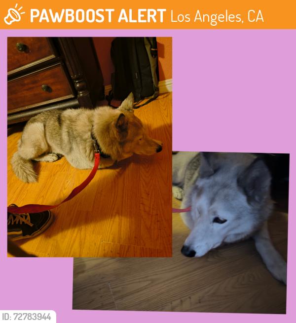 Found/Stray Female Dog last seen Near 68th st and Normandy. There w A&A mart/ liquor store and El Guanaquito restaurant., Los Angeles, CA 90047
