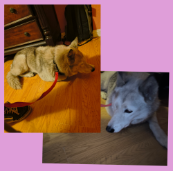 Found/Stray Female Dog last seen Near 68th st and Normandy. There w A&A mart/ liquor store and El Guanaquito restaurant., Los Angeles, CA 90047