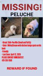Lost Male Dog last seen Springdale , Springdale, AR 72764