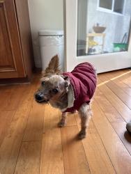 Lost Male Dog last seen Woodlyn rd and Tierra alta dr , Pasadena, CA 91104