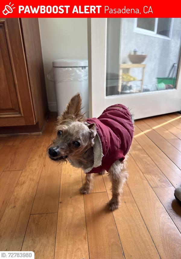 Lost Male Dog last seen Woodlyn rd and Tierra alta dr , Pasadena, CA 91104