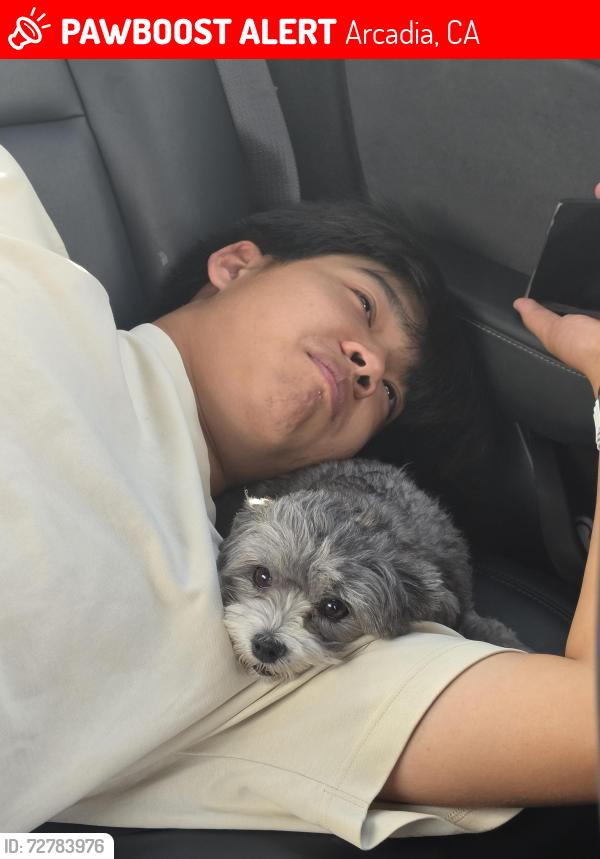 Lost Female Dog last seen Virginia/Orange Grove, Arcadia, CA 91006