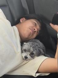 Lost Female Dog last seen Virginia/Orange Grove, Arcadia, CA 91006