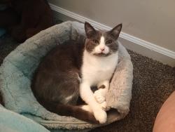 Lost Male Cat last seen Robinson Park apmts, Field dale lane and reservoir Street , Harrisonburg, VA 22801