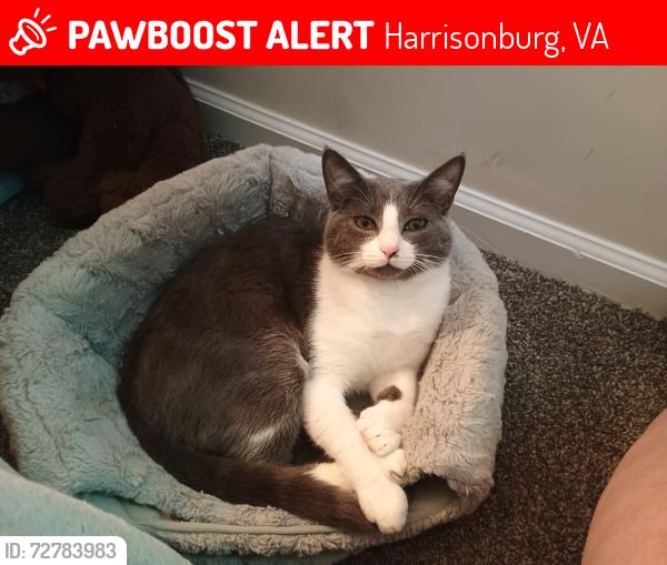 Lost Male Cat last seen Robinson Park apmts, Field dale lane and reservoir Street , Harrisonburg, VA 22801