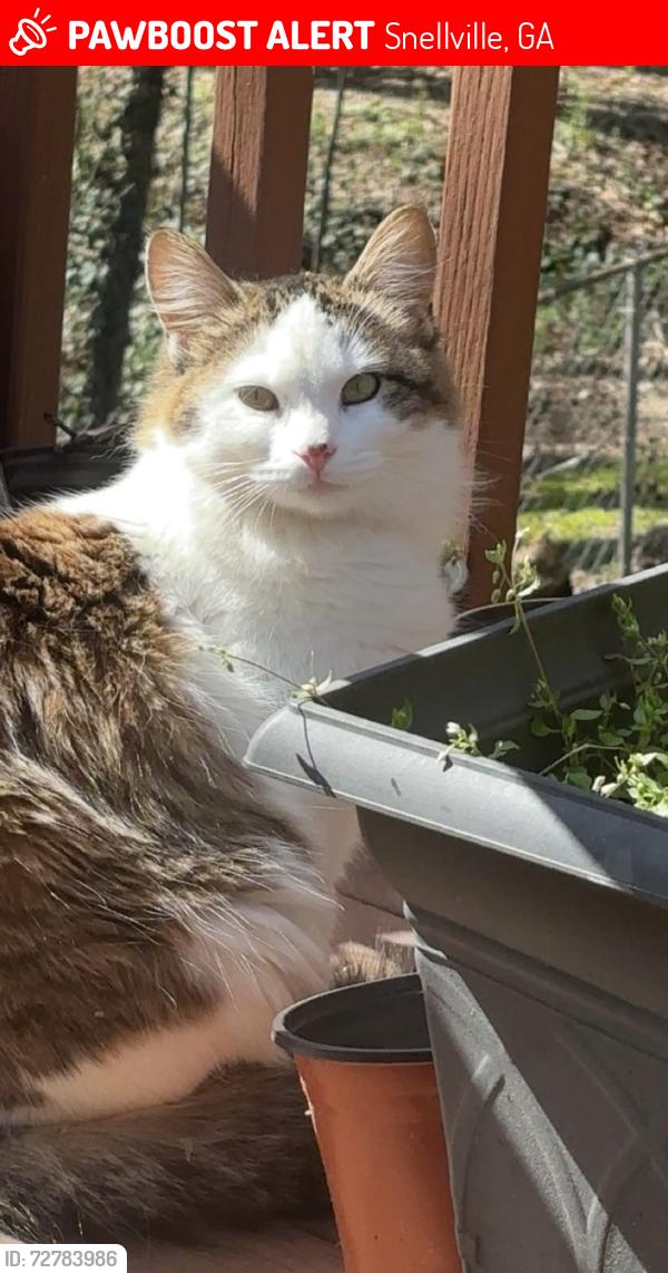Lost Female Cat last seen Traddsprings Way, Snellville, GA 30039