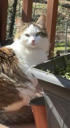 Lost Female Cat last seen Traddsprings Way, Snellville, GA 30039