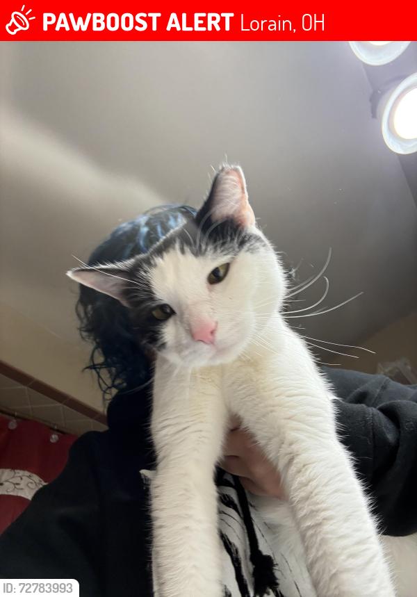 Lost Female Cat last seen Lorain high , Lorain, OH 44052