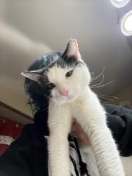Lost Female Cat last seen Lorain high , Lorain, OH 44052