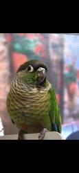 Lost Unknown Bird last seen Chester Le park , Toronto, ON M1W 2T4