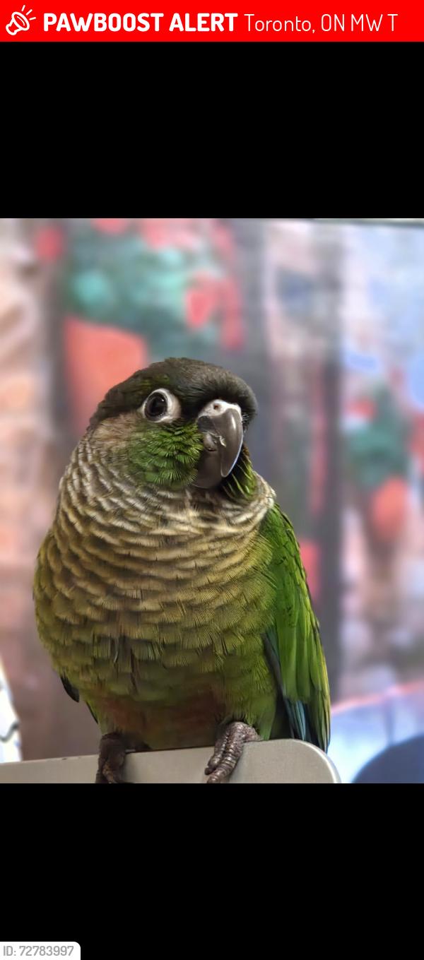 Lost Unknown Bird last seen Chester Le park , Toronto, ON M1W 2T4