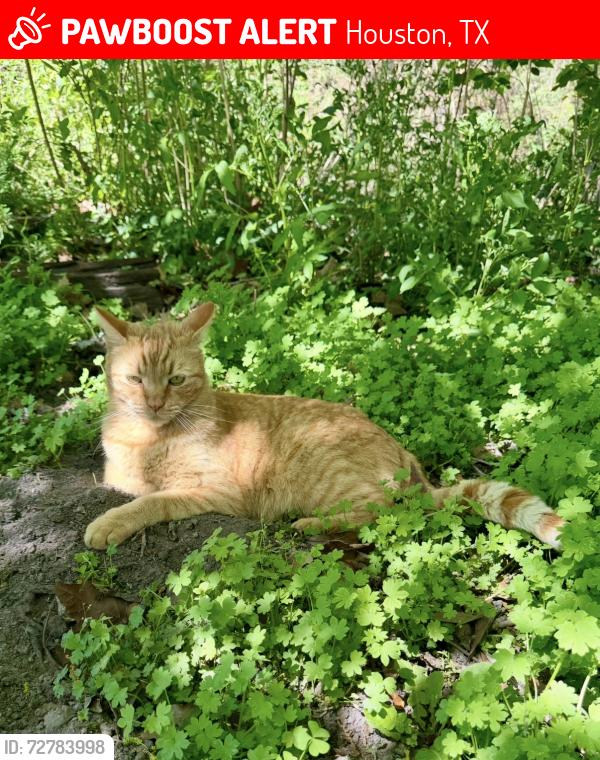 Lost Male Cat last seen Briar Forest and Dairy Ashford , Houston, TX 77077