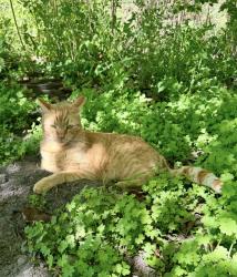 Lost Male Cat last seen Briar Forest and Dairy Ashford , Houston, TX 77077