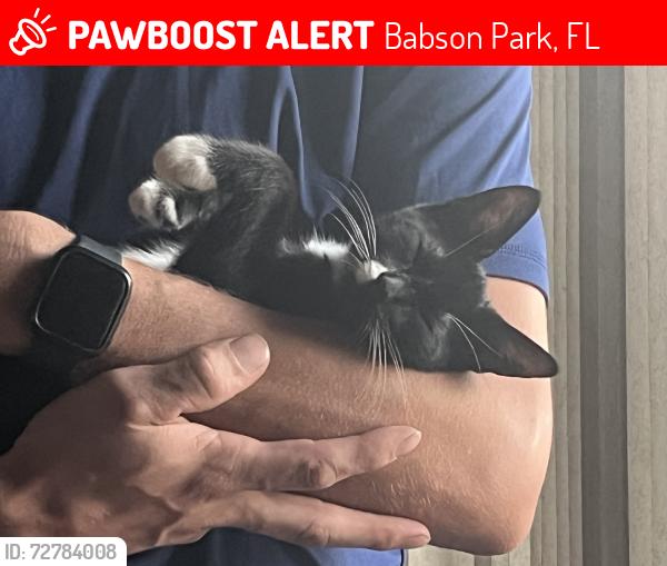Lost Male Cat last seen N Lake patrick rd, Babson Park, FL 33827