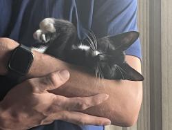 Lost Male Cat last seen N Lake patrick rd, Babson Park, FL 33827