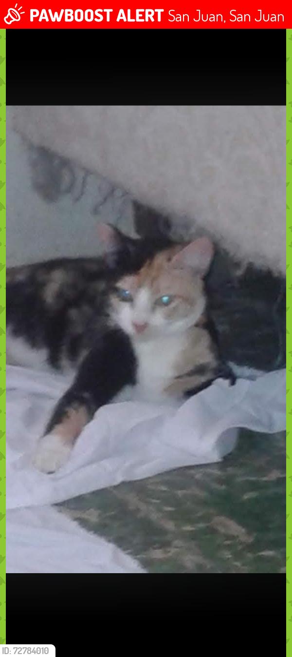 Lost Female Cat last seen Calle loiza, San Juan, San Juan 00913