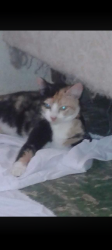 Lost Female Cat last seen Calle loiza, San Juan, San Juan 00913
