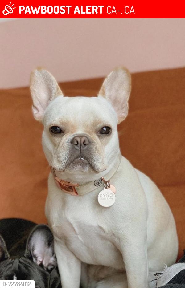 Lost Female Dog last seen Campsite 28, CA-1, CA 95012