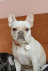 Lost Female Dog last seen Campsite 28, CA-1, CA 95012