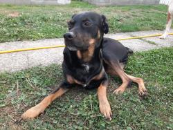 Lost Female Dog last seen North Everett , Everett, WA 98201