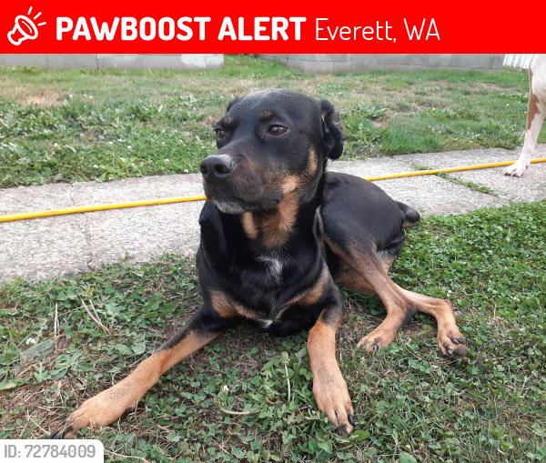 Lost Female Dog last seen North Everett , Everett, WA 98201