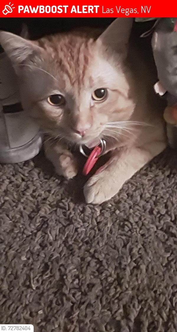 Lost Male Cat last seen Di and Nellis, Las Vegas, NV 89121