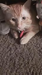 Lost Male Cat last seen Di and Nellis, Las Vegas, NV 89121
