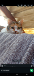 Lost Female Cat last seen Avenida Araucária 1093, parque oratório , Parque Novo Oratório, SP 09251-040